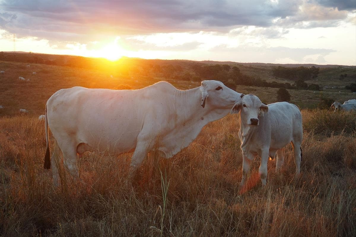 Henderson Park Half Day Tour
